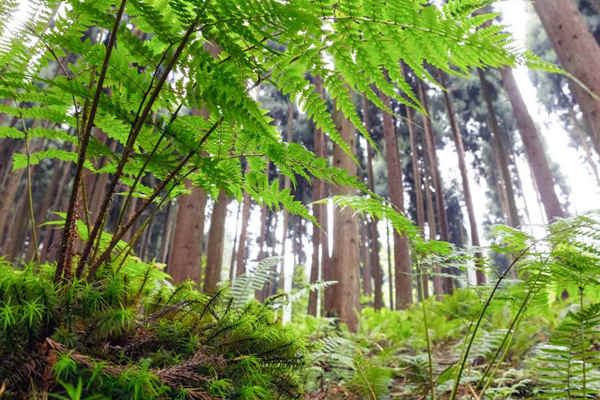 如何利用生物進行環(huán)境監(jiān)測？